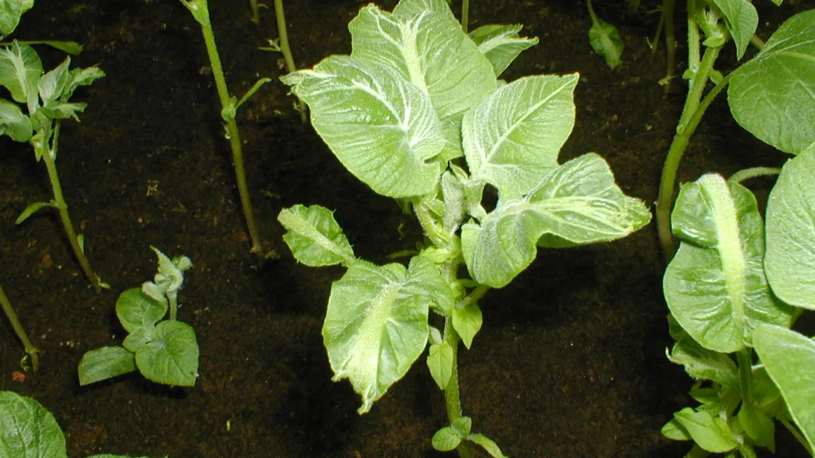 Schwerer Wuchsschaden bei der Kartoffel, ausgelöst durch eine falsche Anwendung von wuchstoffhaltigen Herbiziden. Foto: Volker Zahn, LWK Niedersachsen