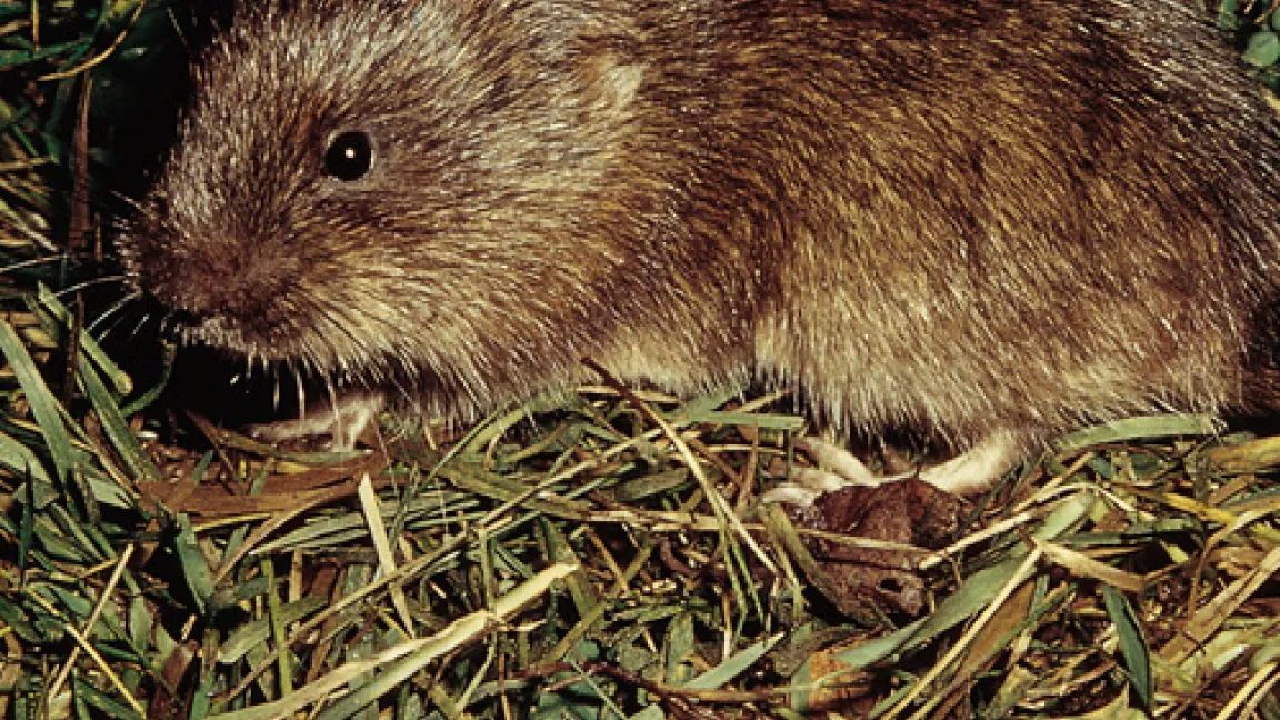 Wühlmaus
Quelle: Eberhard Raiser, Reutlingen.