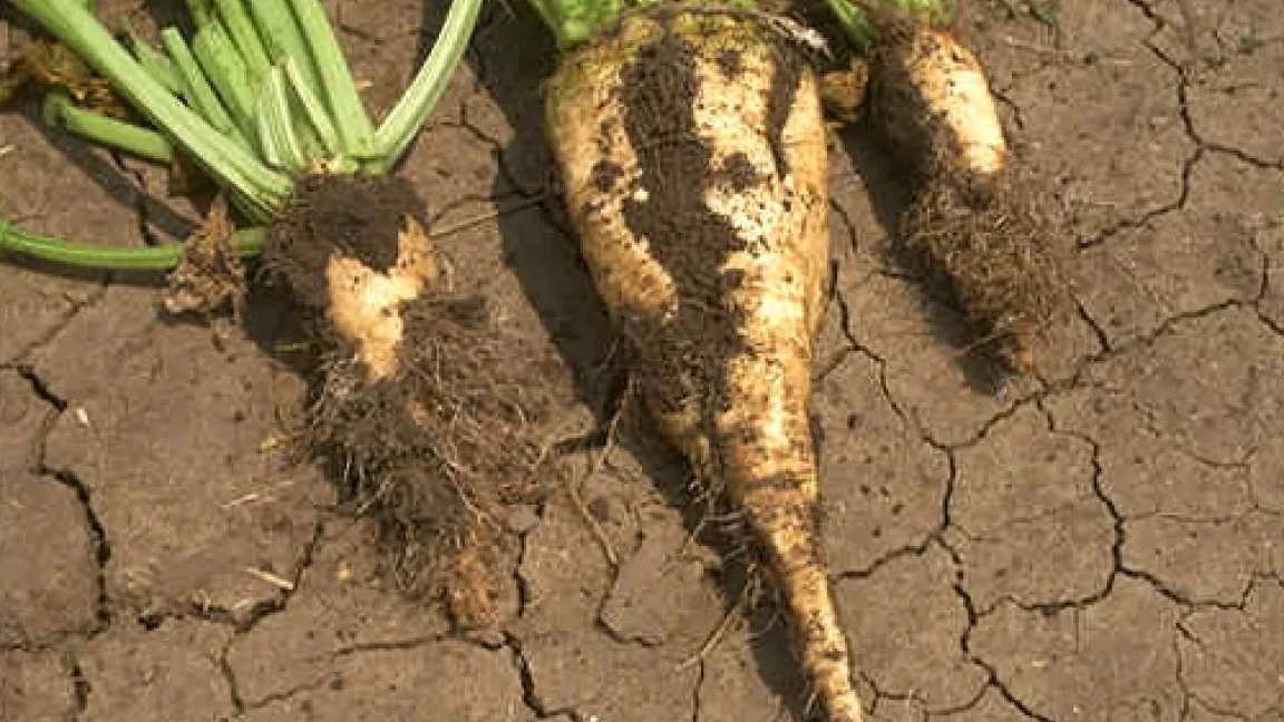 Wurzelbärtigkeit an Rüben.
Quelle: BASF AgroSlide