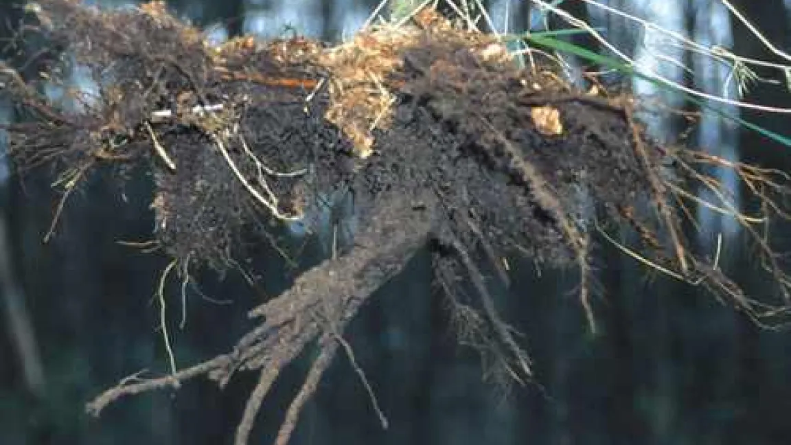 Tödlicher Wurzelfraßschaden
Quelle: NW-FVA,Göttingen