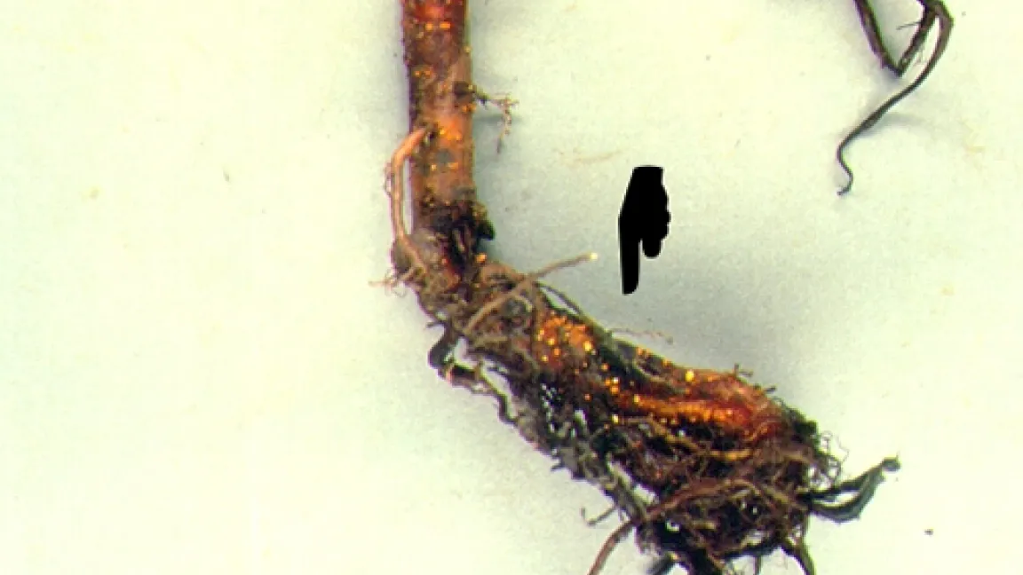 Wurzelsystem einer 2-jährigen Baumschulpflanze von Schwarzerle (Alnus glutinosa) mit Rindenschäden aufgrund Befalls durch Phytophthora alni.
Quelle: Dr. Thomas Jung, Brannenburg