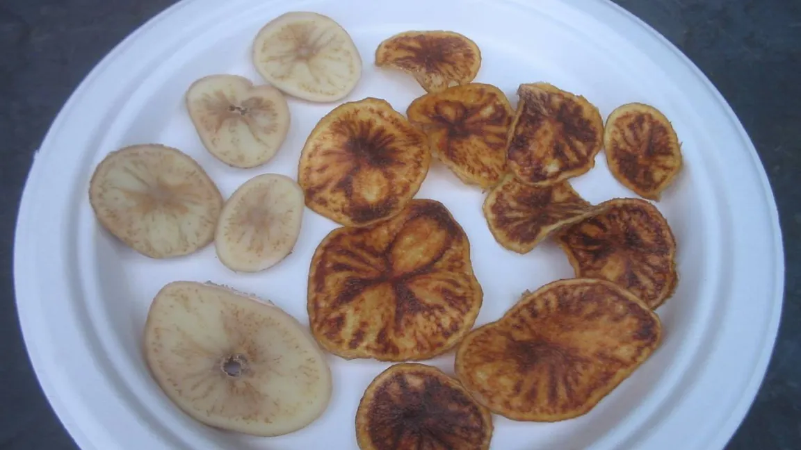 Rohe und frittierte Kartoffeln mit dem Zebrachip Symptom, das durch Cadidatus Liberibacter solanacearum verursacht wird. Foto: Joe Munyaneza