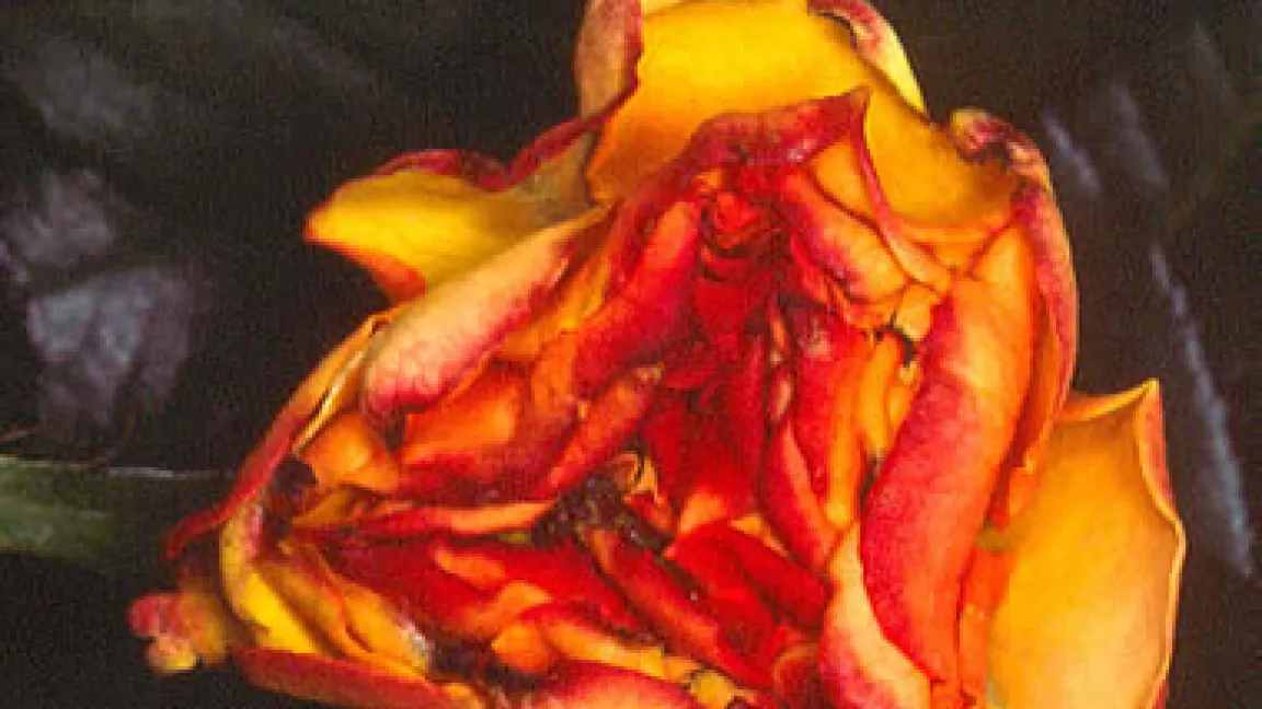 Zerzauste Rosenblüte durch Thrips
Quelle: Thomas Lohrer, Weihenstephan