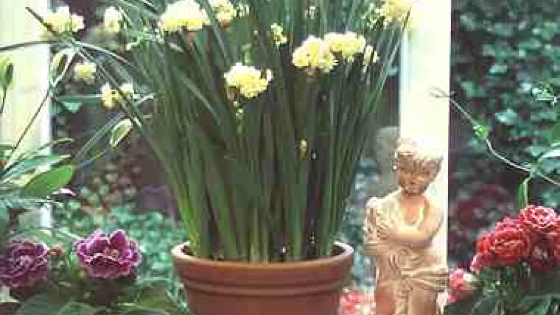 Zimmerpflanzen.
	Quelle: Redaktionsbüro Stein