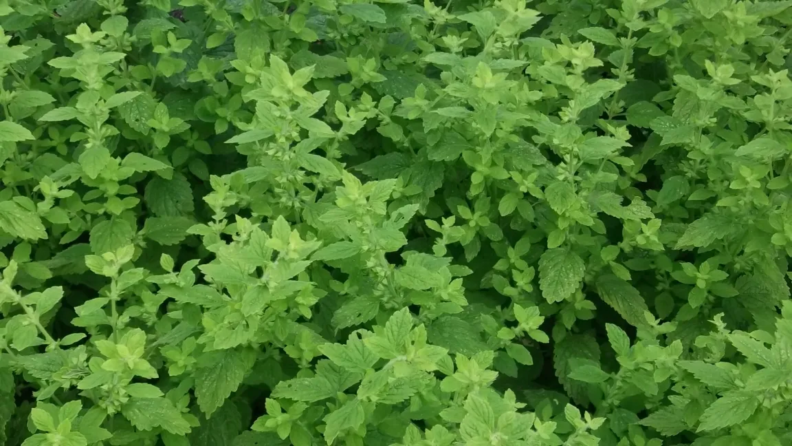 Im Arzneimittelanbau werden unterschiedliche Sorten Melisse angebaut. Foto: Anke Puschmann, Heilpflanzengarten Celle