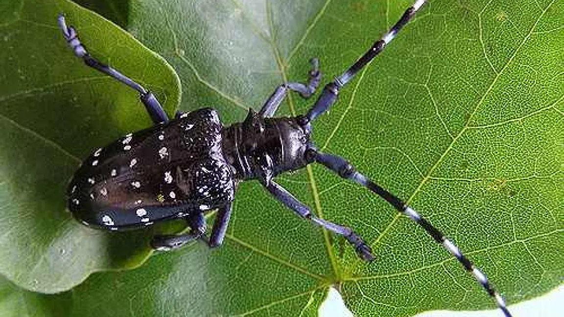 Zitrusbockkäfer, Anoplophora chinensis.
Quelle: Bayerische Landesanstalt für Landwirtschaft, Institut für Pflanzenschutz