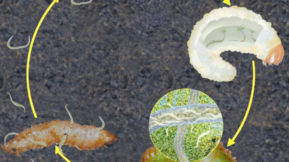 Im Boden dringen nützliche Nematoden in die Larve eines Dickmaulrüsslers ein. In ihrem Inneren vermehren sich die Nematoden und führen zum Absterben des Schädlings. Dabei färbt sich die Larve rotbraun. Die Nematoden verlassen die abgestorbene Larve und suchen sich einen neuen Wirt.
	Quelle: Neudorff