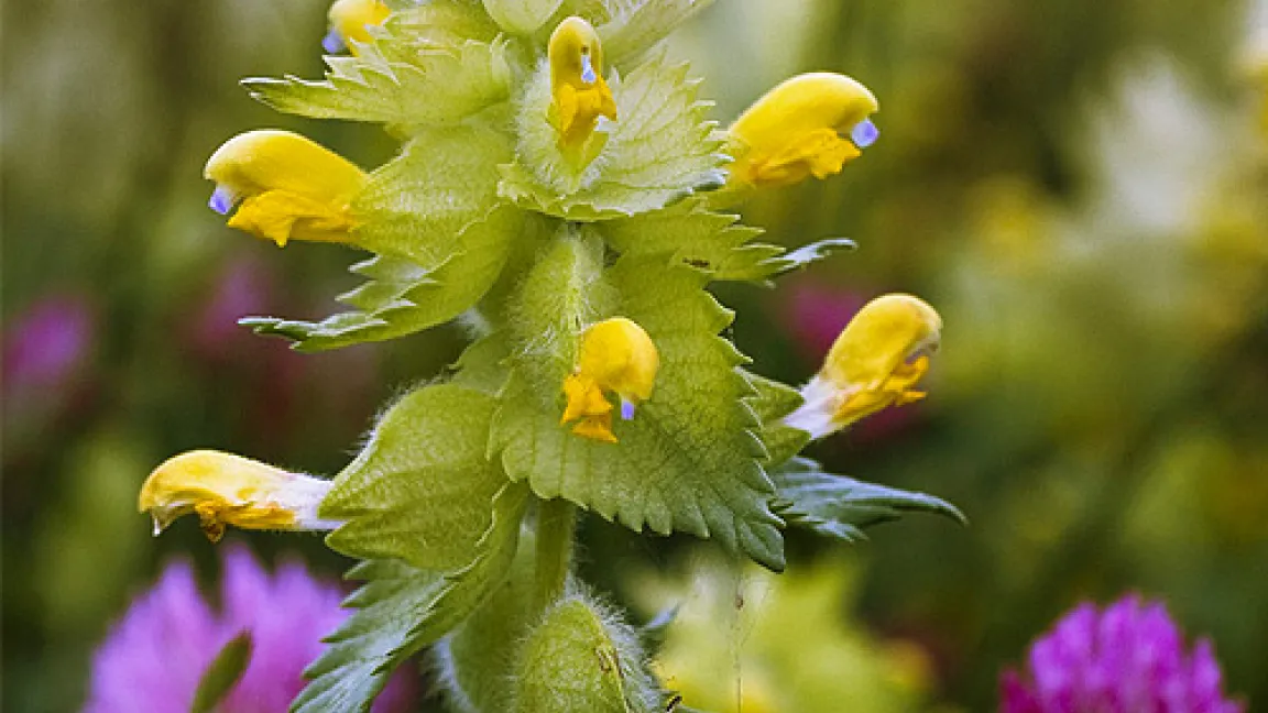Zottiger Klappertopf mit dem charakteristischen blauen Zahn in den nasenförmigen Blüten.
Foto: R. Gutsch