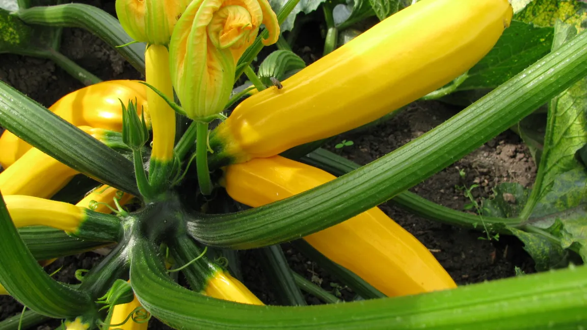Zucchiniblüten. Foto: Fotolia