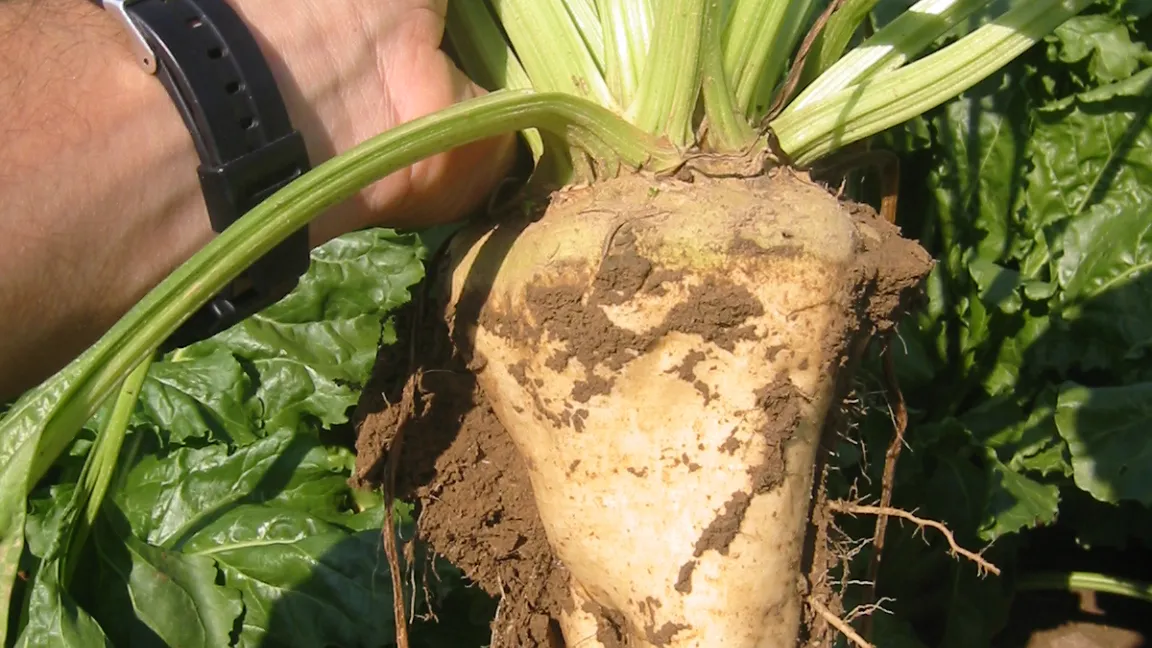 Die Powerpflanze Zuckerrübe stellt hohe Ansprüche an Boden und Klima. Foto: Matthias Wiedenau