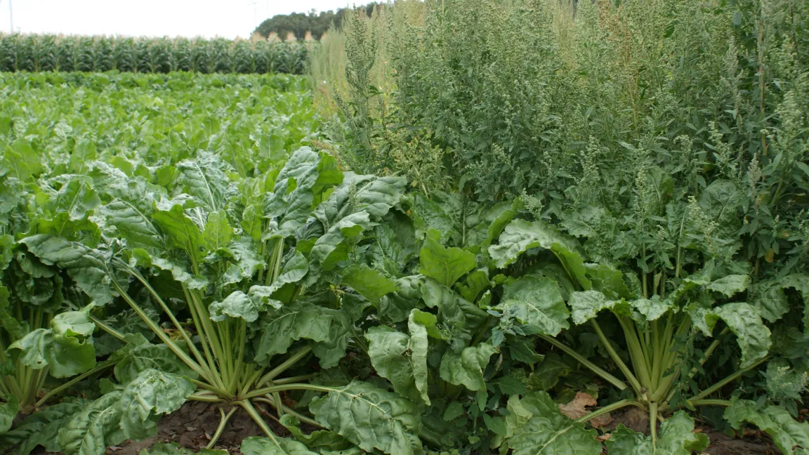 Herbizidresistente Zuckerrüben (links), konventionelle Zuckerrüben ohne Unkrautbekämpfung (rechts). Foto: transgen.de/Schaugarten Üplingen