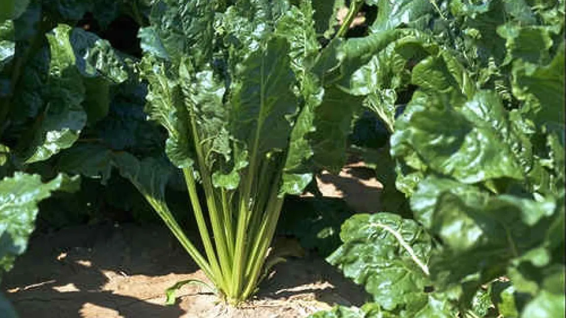 Zuckerrüben.
	Quelle: BASF AgroSlide