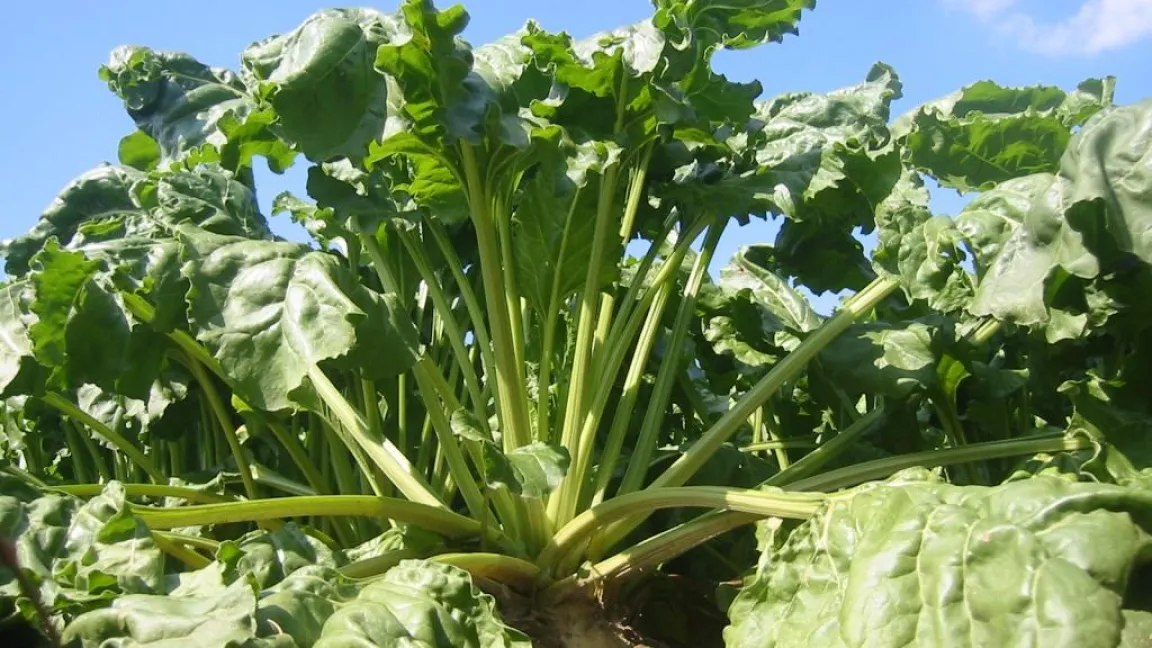 Zuckerrüben brauchen viel Sonne und ausreichend Regen für hohe Erträge. Foto: Matthias Wiedenau