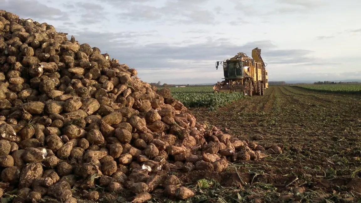Zuckerrüben sind für Feldmäuse ein wahrer Leckerbissen. Foto: Matthias Wiedenau