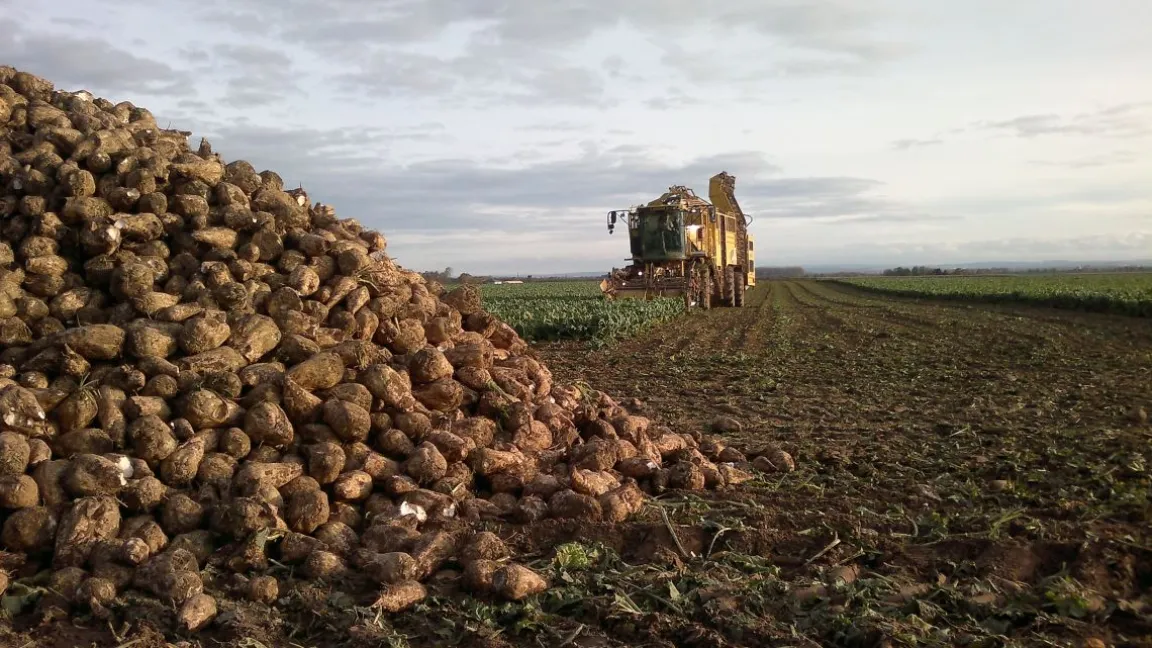 Bei Zuckerrüben gab es in den letzten Jahren Ertragssprünge, wie sie sonst bei keiner landwirtschaftlichen Kultur zu beobachten waren. Foto: Wiedenau
