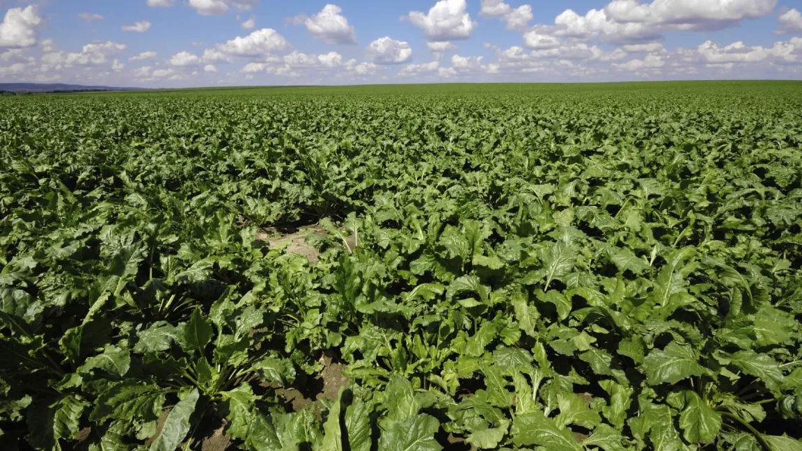 gv-Zuckerrüben können wieder ohne Einschränkung in den USA angebaut werden. Foto: iStockphoto