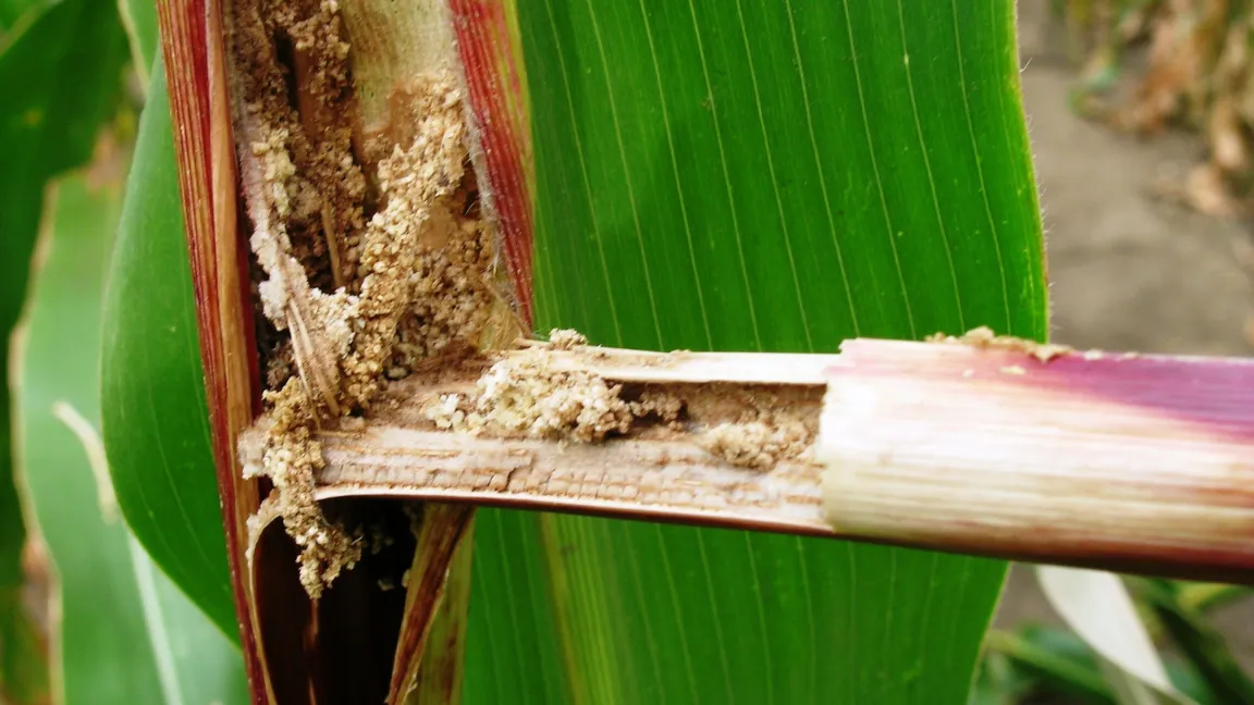 Fraßspuren des Maiszünslers. Foto: www.transgen.de