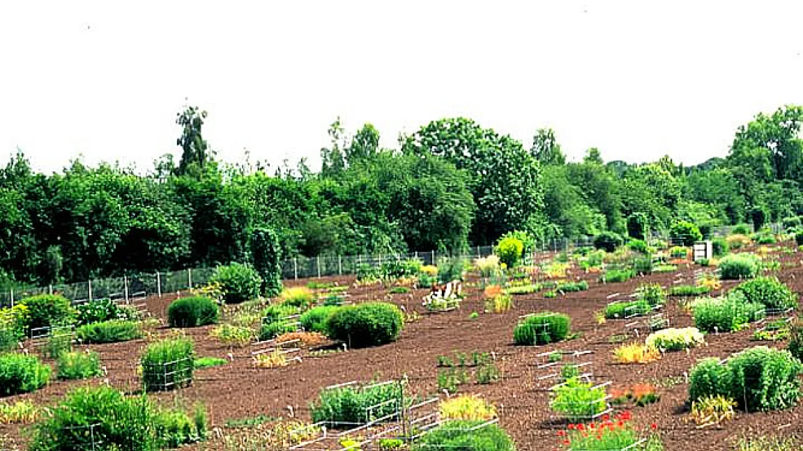 Zum Erhalt der Keimfähigkeit müssen die Kulturpflanzen regelmäßig angebaut werden.
Quelle: IPK, Gatersleben