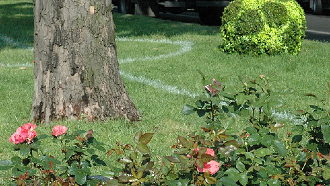 Zur WM getauft: die Rose 'Kurfürstendamm'
	Quelle: Prof. Dr. Hartmut Balder