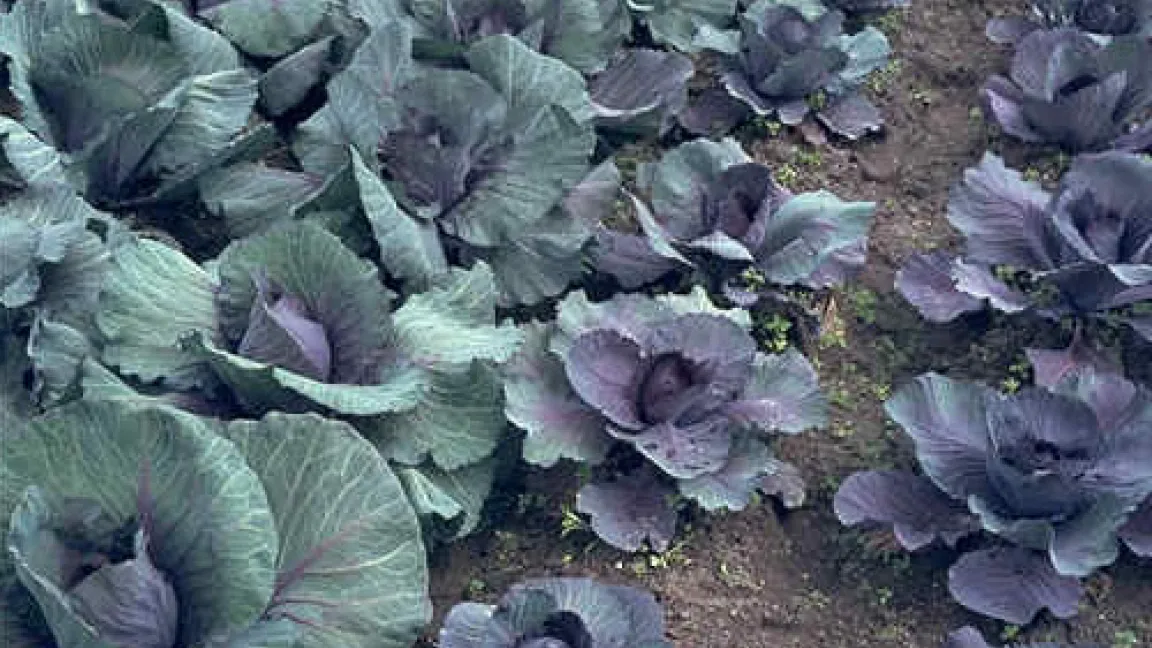 Zurückgebliebenes Wachstum bei Rotkohl durch Stickstoffmangel (re.)
Quelle: AgroSlide, BASF.
