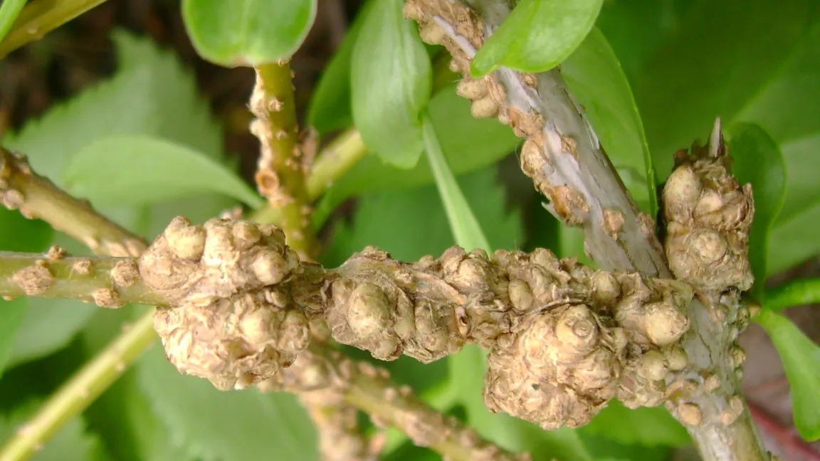 Zweiggallen an Forsythie. Foto: Klaus Margraf