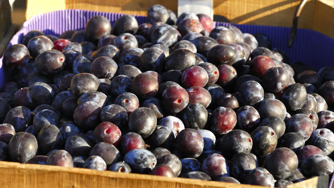 Die Zwetschgenernte fiel in einigen Regionen eher dürftig aus. Foto: adpic