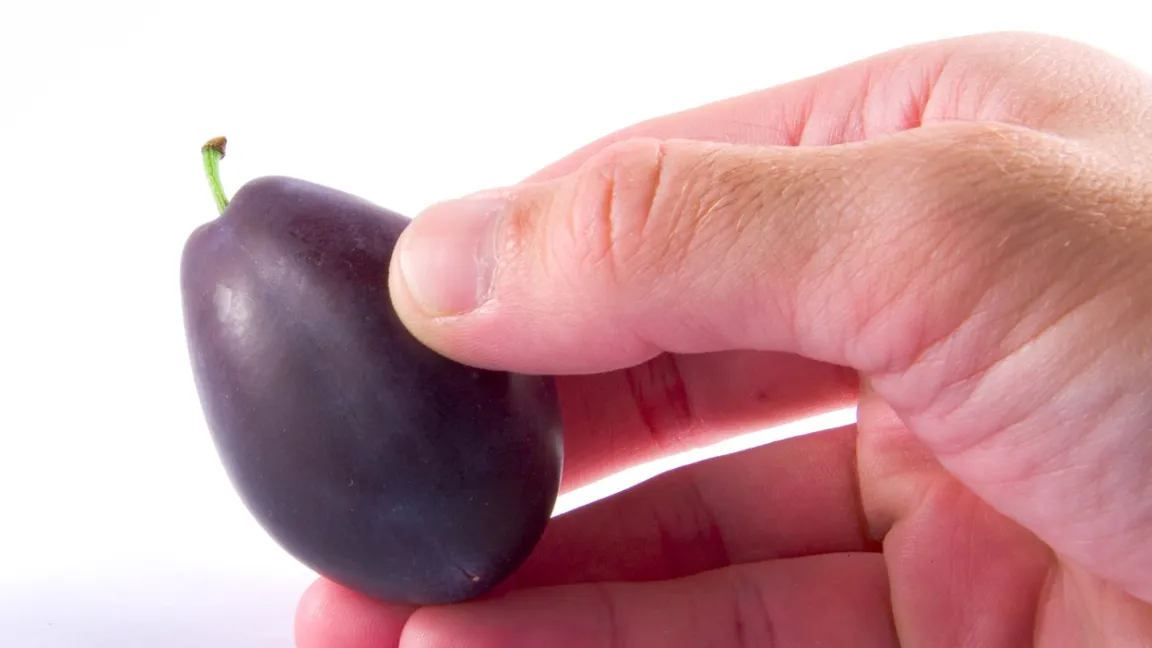 Die Pflaumenlaus kann Virosen wie die Scharka-Krankheit übertragen. Foto: Bayer CropScience