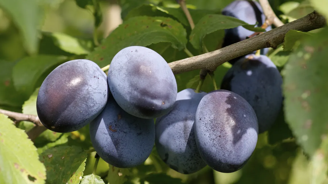 Zwetschgen reifen im Spätsommer. Foto: iStockphoto
