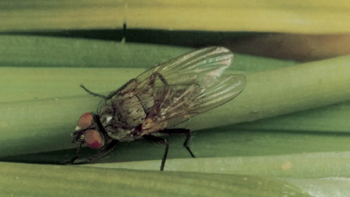 Die Zwiebelfliege legt ihre Eier an Zwiebelpflanzen ab. Die Maden fressen an der Pflanze und verursachen welke Blätter und Fäulnis an den Zwiebeln. Foto: Bayer CropScience