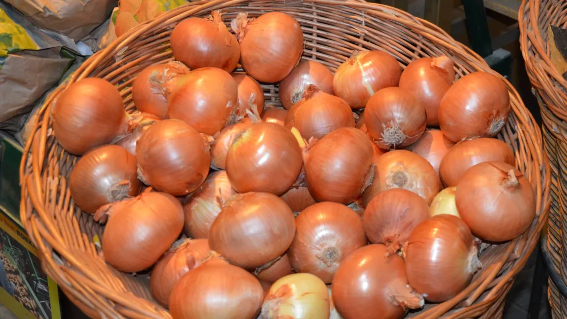 Zwiebeln gehören nach Tomaten und Möhren zu den Gemüsearten mit dem höchsten Pro-Kopf-Verbrauch in Deutschland. Foto: Matthias Wiedenau