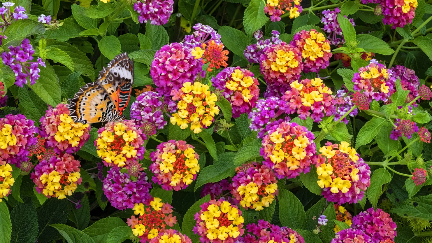 Zauberhafte Sommerblher Wandelrschen | Industrieverband Agrar e. V.