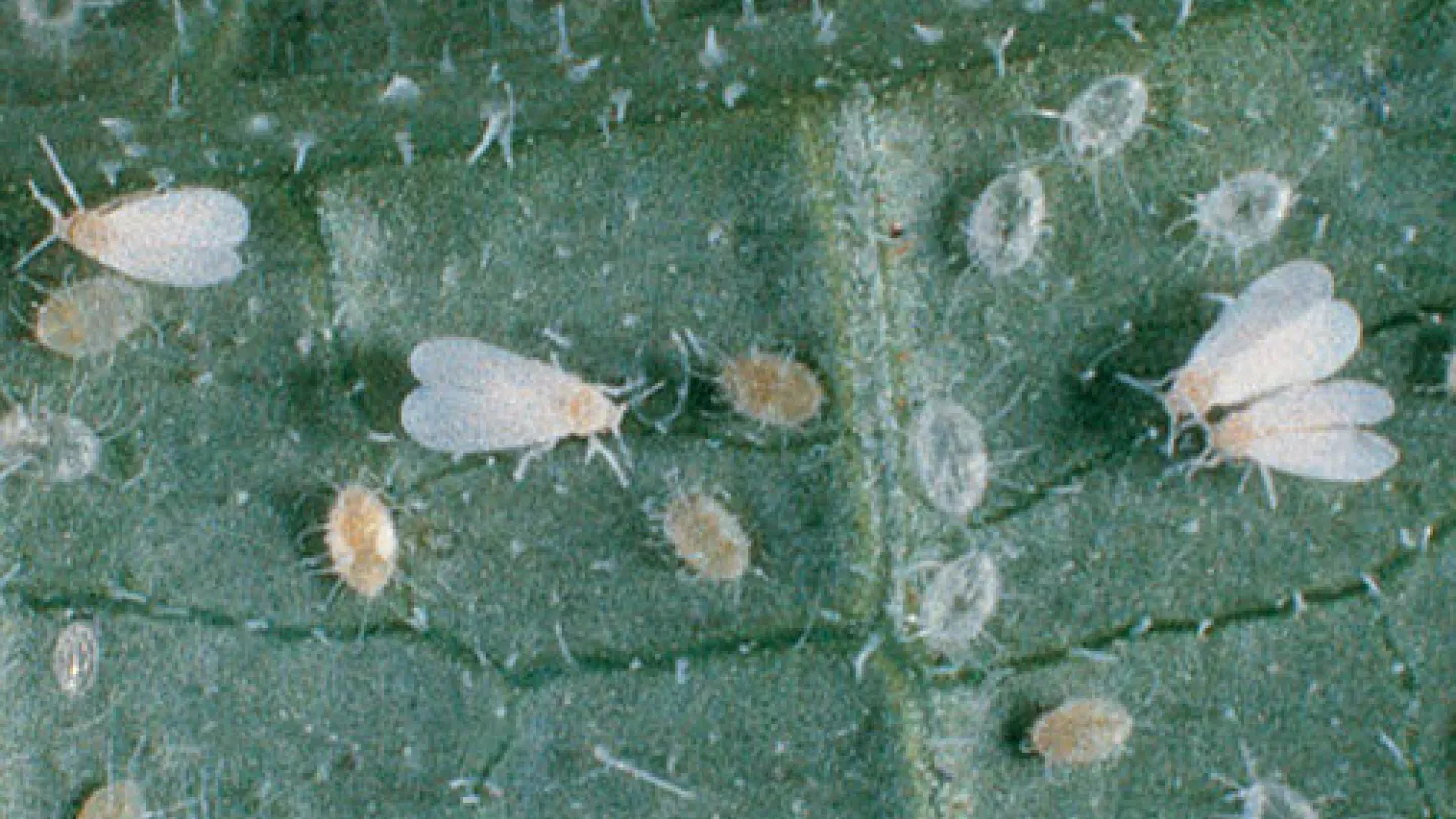 Weie Fliegen auf grnen Blttern  chemisch oder biologisch bekmpfen? |  Industrieverband Agrar e. V.