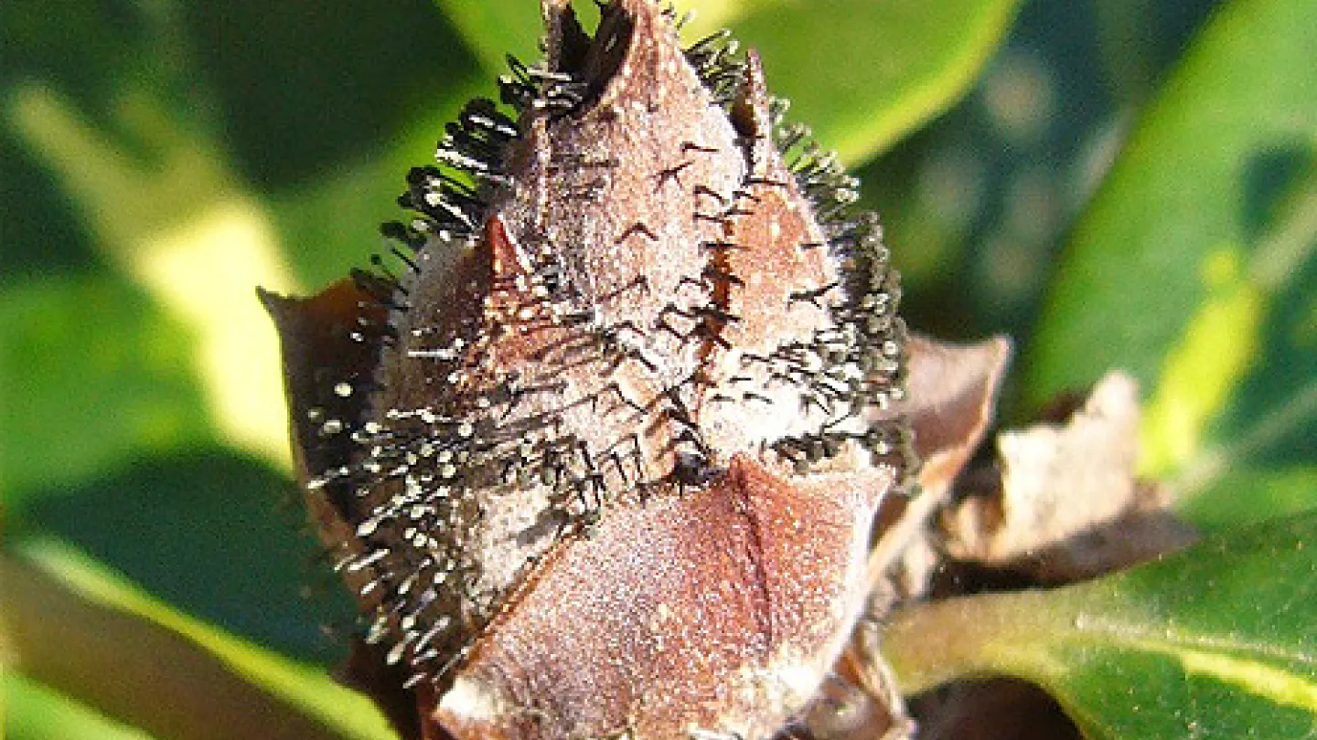 Rhododendron in Gefahr | Industrieverband Agrar e. V.