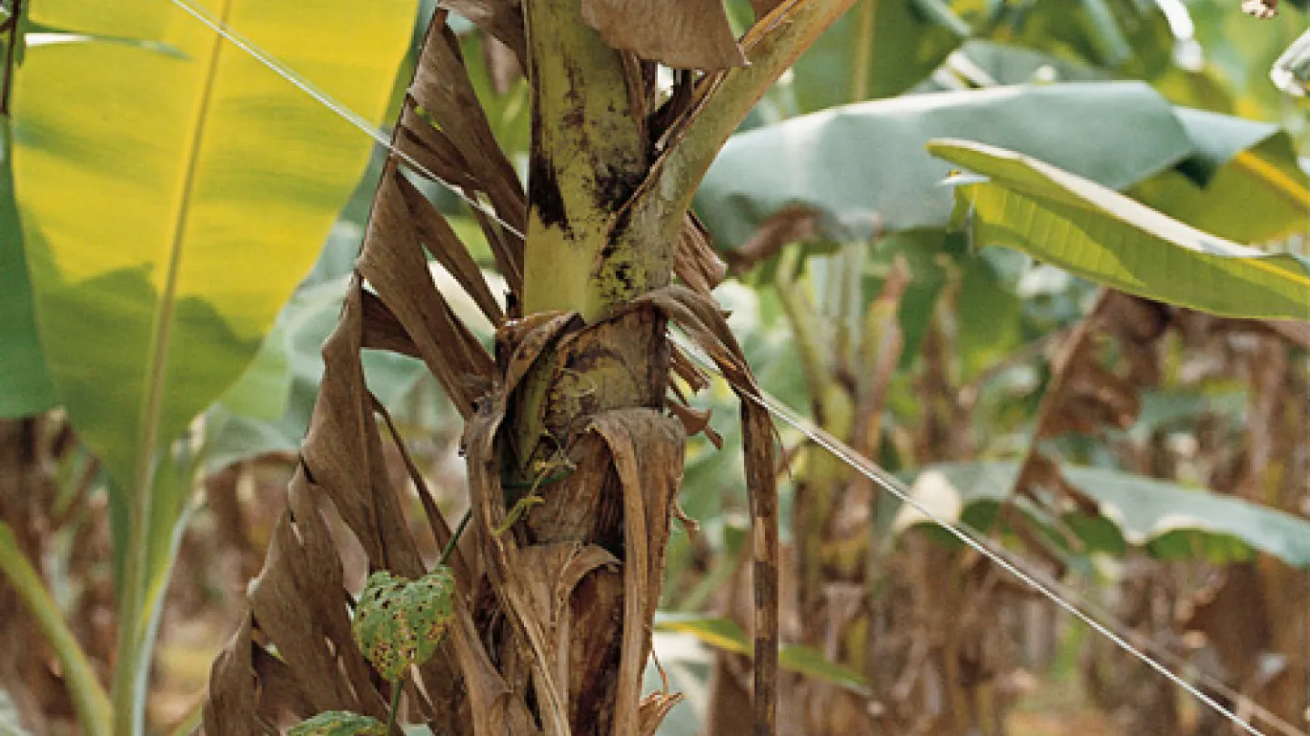 Alles Banane  wenn der Pilz besiegt wird | Industrieverband Agrar e. V.