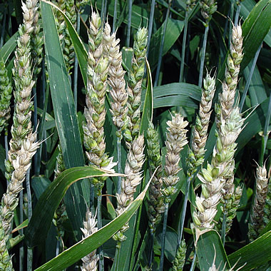 Erstes internationales Fusarium Symposium Industrieverband Agrar