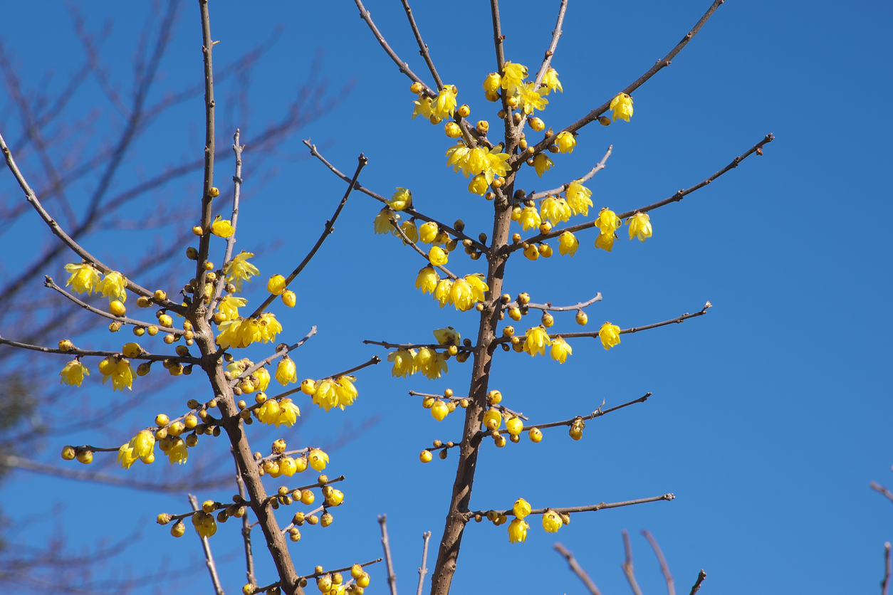 Die Chinesische Winterblüte Industrieverband Agrar