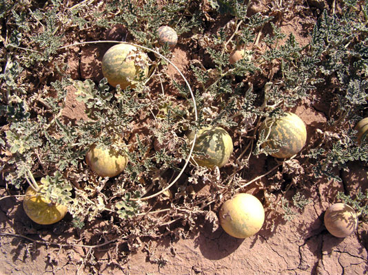 Die Koloquinte eine Pflanze mit Geschichte Industrieverband Agrar