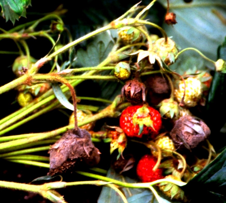 bei-erdbeeren-f-r-einen-guten-start-sorgen-industrieverband-agrar