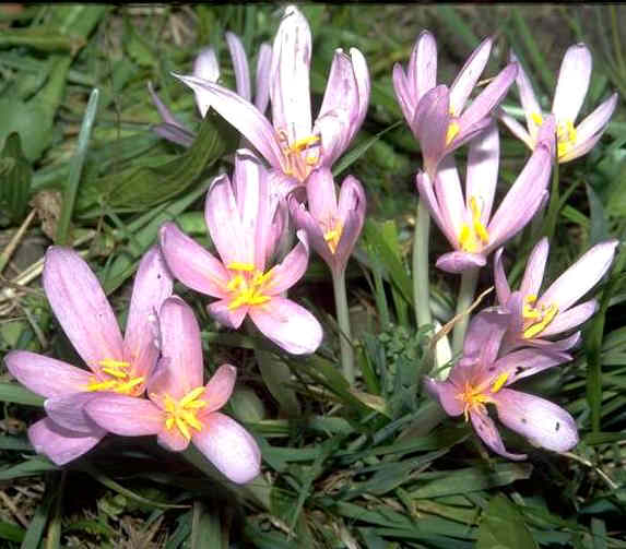 Die Herbstzeitlose tödliches Gift aus der Natur Industrieverband Agrar
