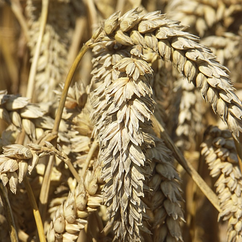 Gene gegen Dürren: trockentoleranter Weizen | Industrieverband Agrar