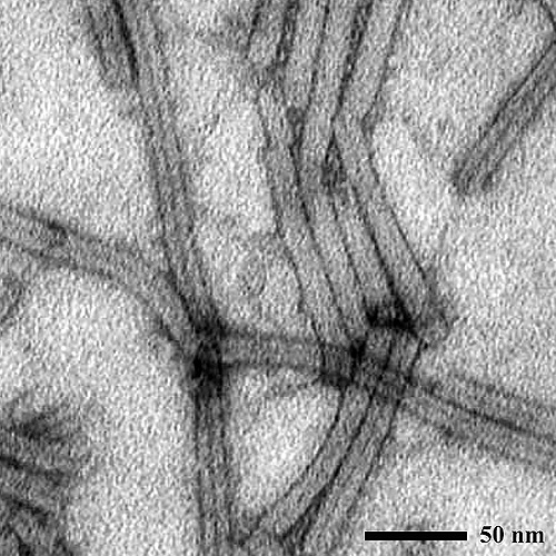 Neue Waffe gegen Mosaikvirus Industrieverband Agrar