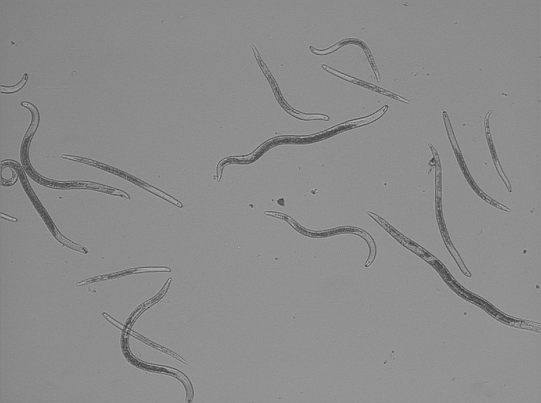 Fast unsichtbar Nematoden im Gemüsegarten Industrieverband Agrar
