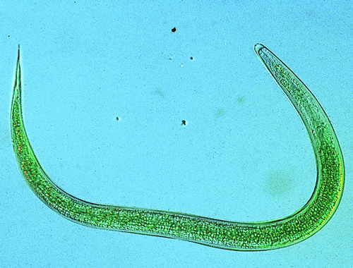 Natürliche Selbstverteidigung gegen Maiswurzelbohrer Industrieverband