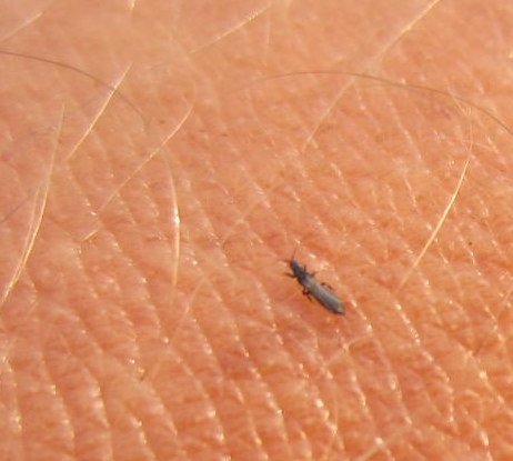 Was Tun Gegen Gewittertierchen Auf Der Haut Gewittertierchen nerven Sportler im Sommer | Industrieverband Agrar