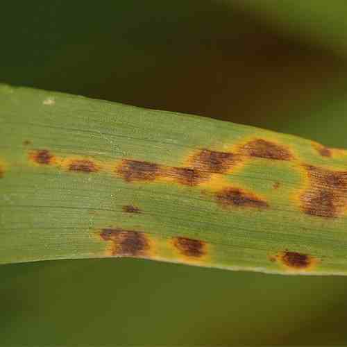 Ramularia ein neuer Pilz schreckt Landwirte Industrieverband Agrar