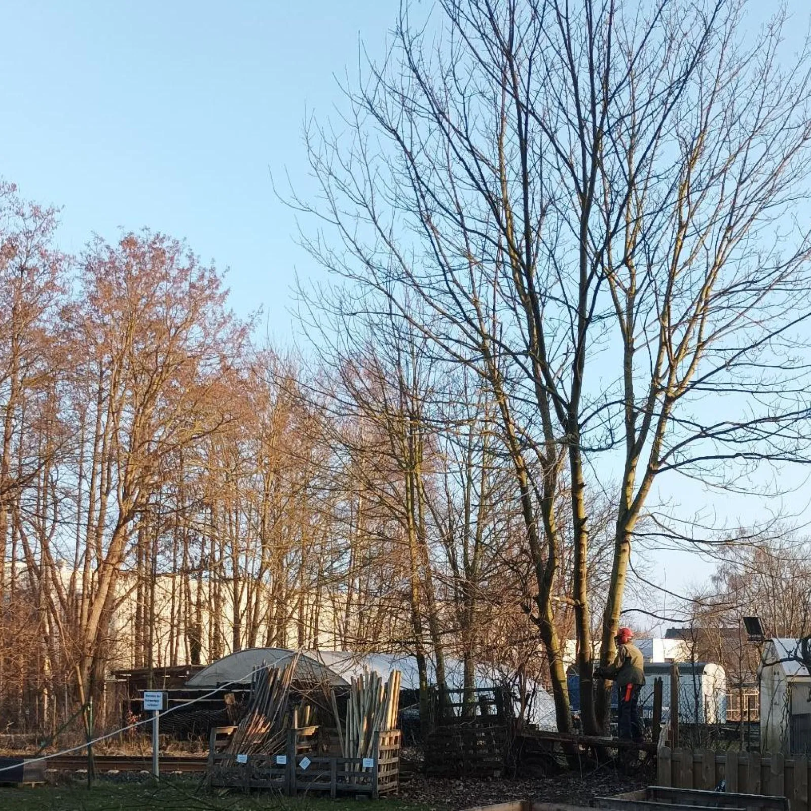 Fällverbot für Bäume im Garten ab März?