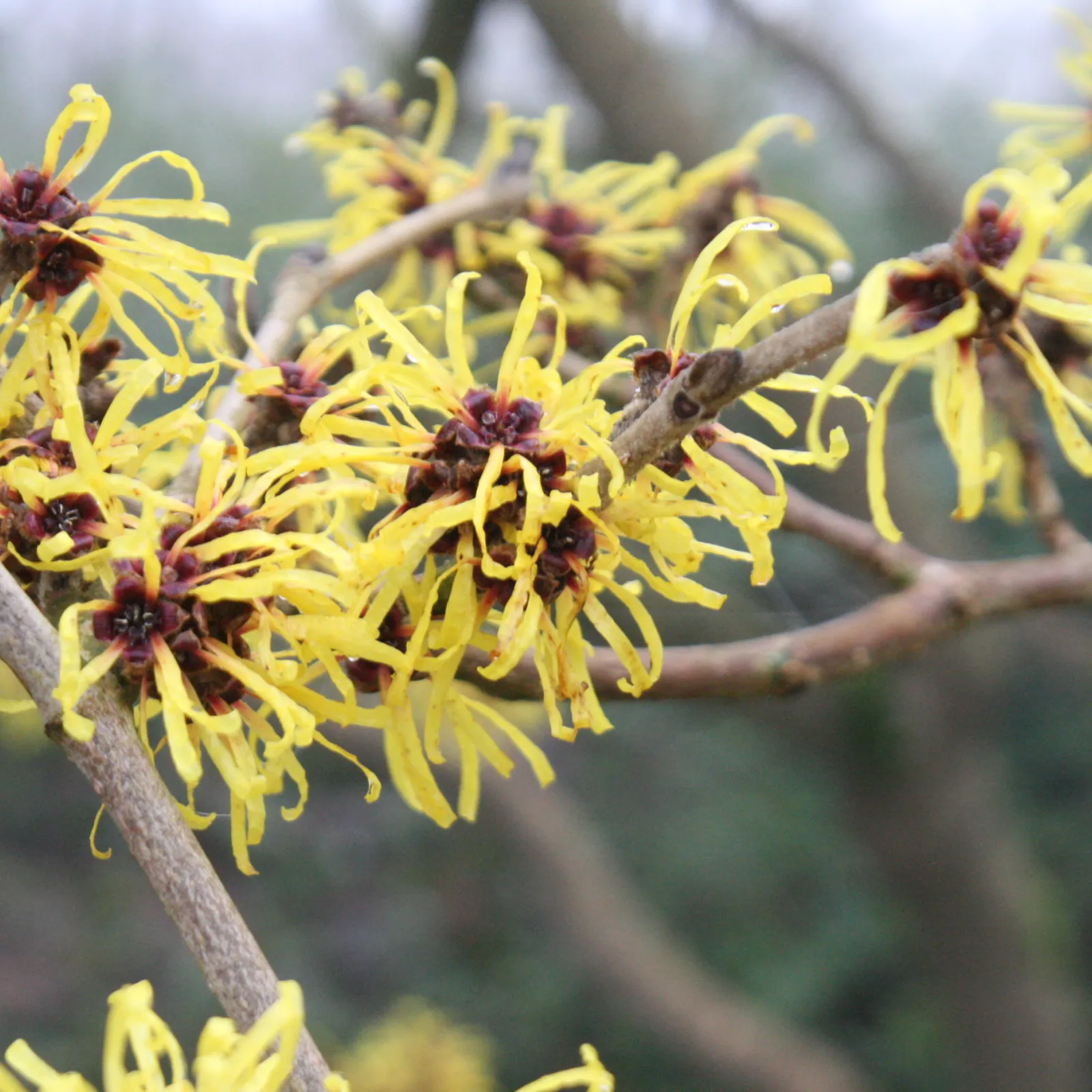 Winterblüher – Blütenpracht, bevor die Natur erwacht