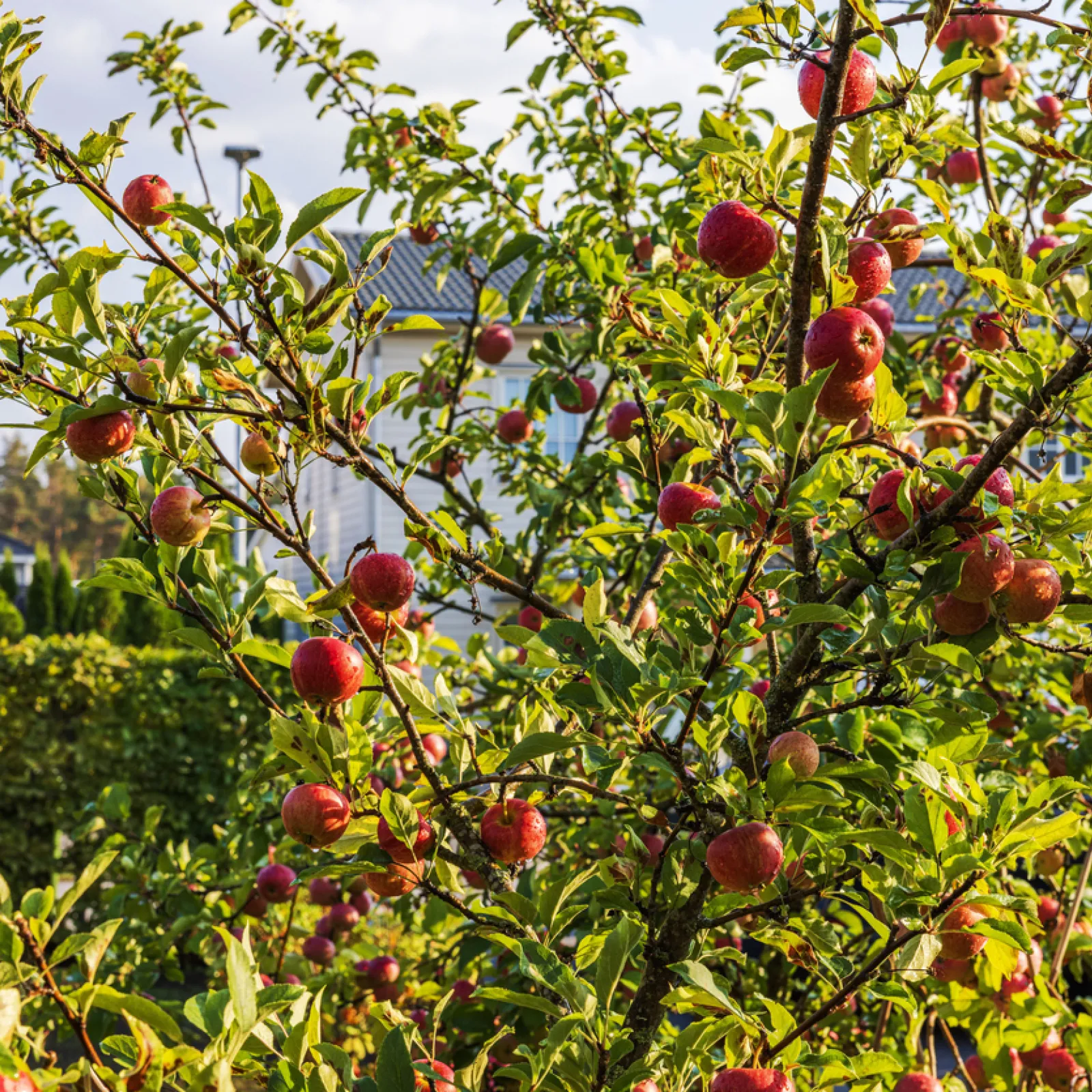 Obstbäume im Frühjahr pflanzen