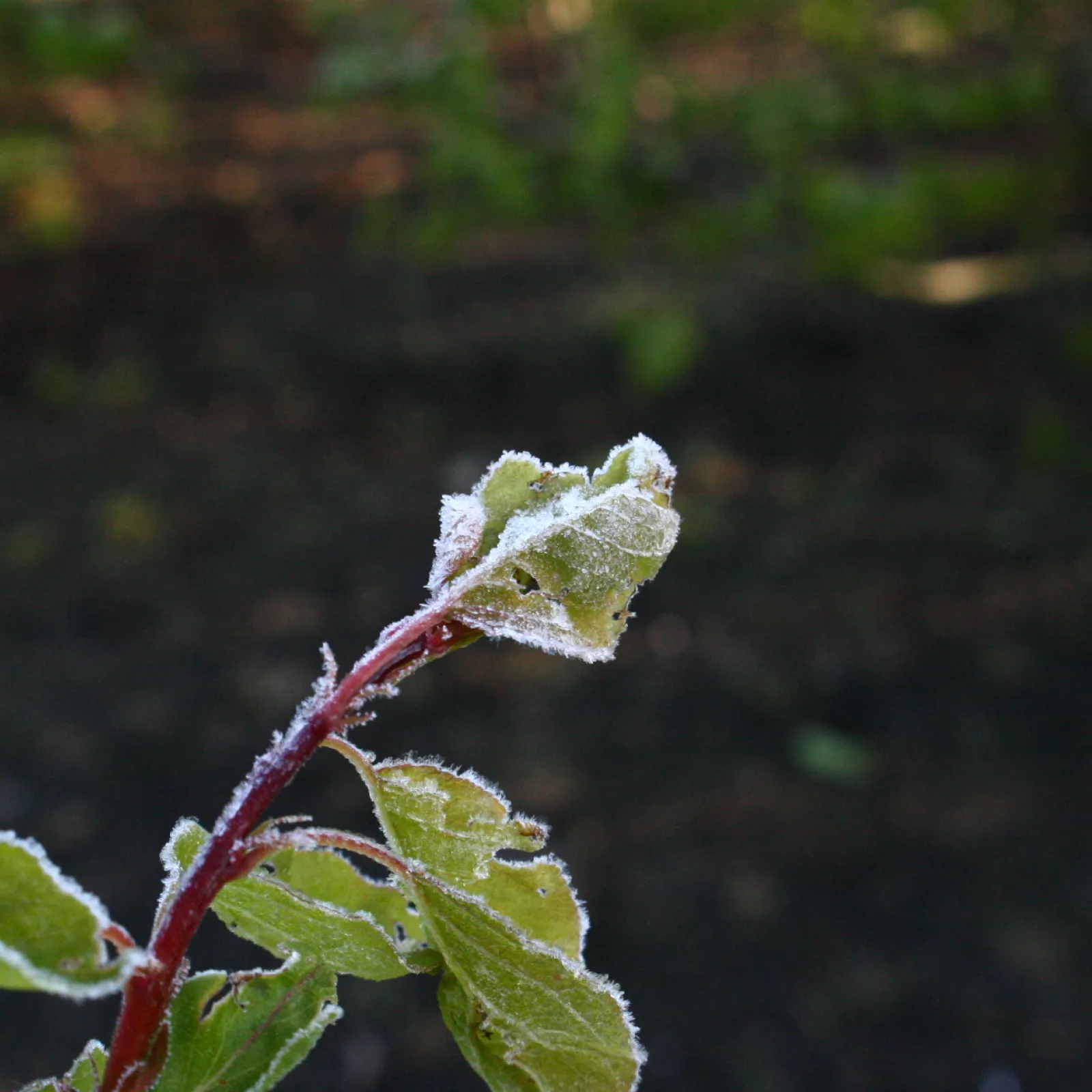 Spätfrostschäden vorbeugen