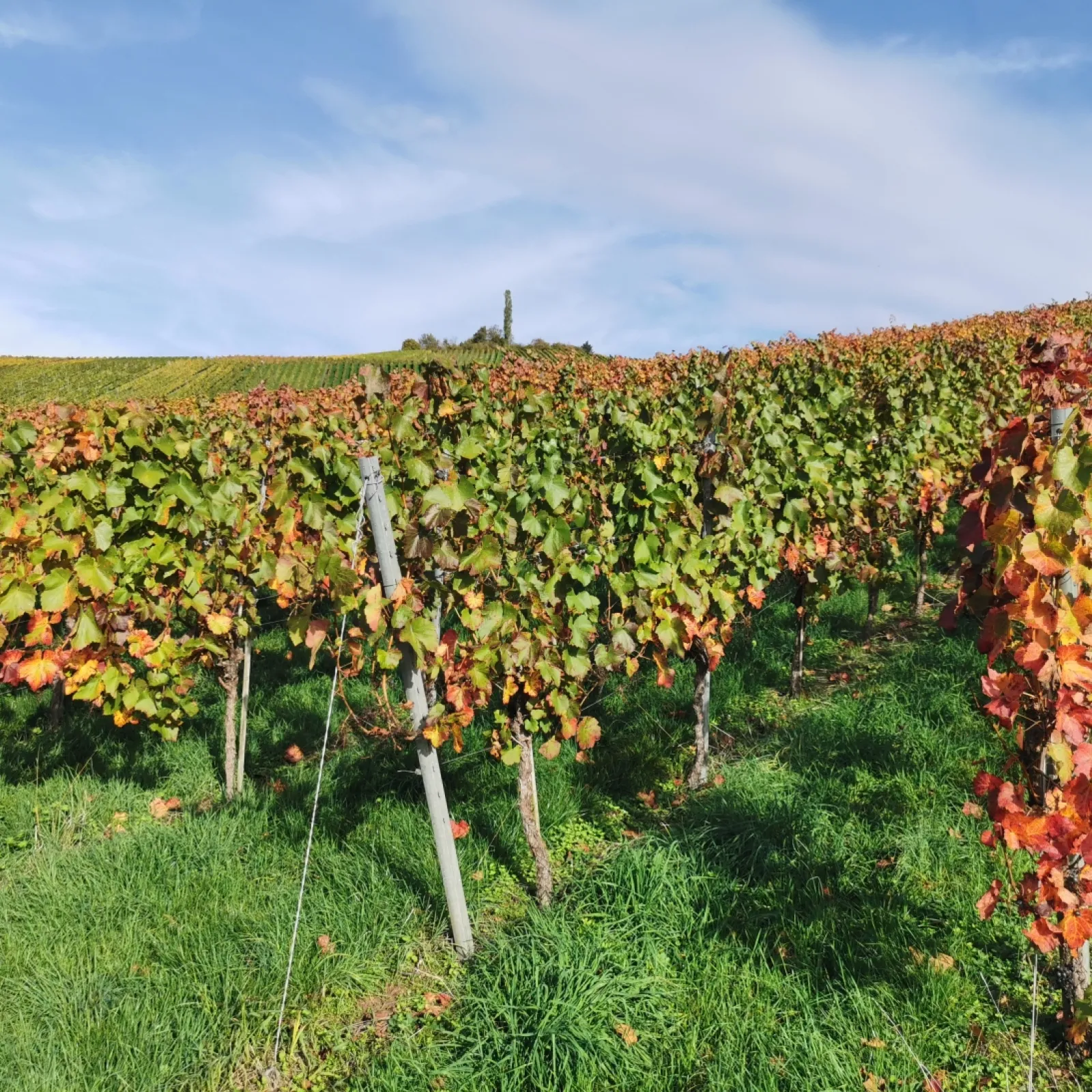 Altweibersommer: Bringt noch mal warme Temperaturen
